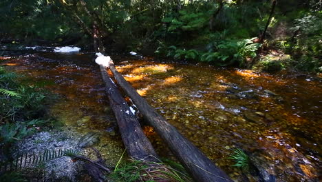 los vapores suaves y silenciosos que corren a través de la sección goudveld del bosque de knysna