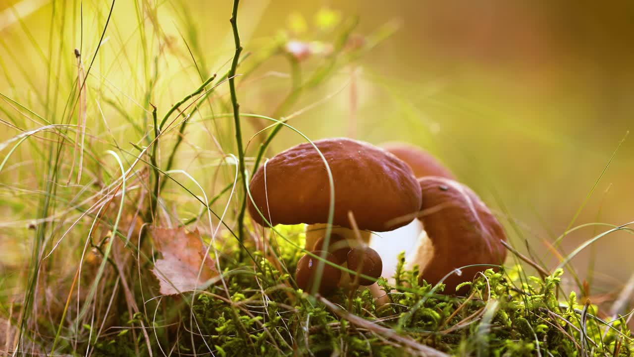 Mushrooms In a Sunny forest.