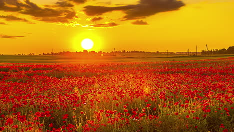 field of red poppies or flowers under an orange and gold sky at sunset