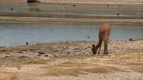 VicuÃ±a,-Llama,-alpaca-feeding-from-grass-with-birds-and-lagoon-on-the-bacground