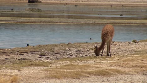 vicuña, llama, alpaca alimentándose de la hierba con aves y laguna en el fondo