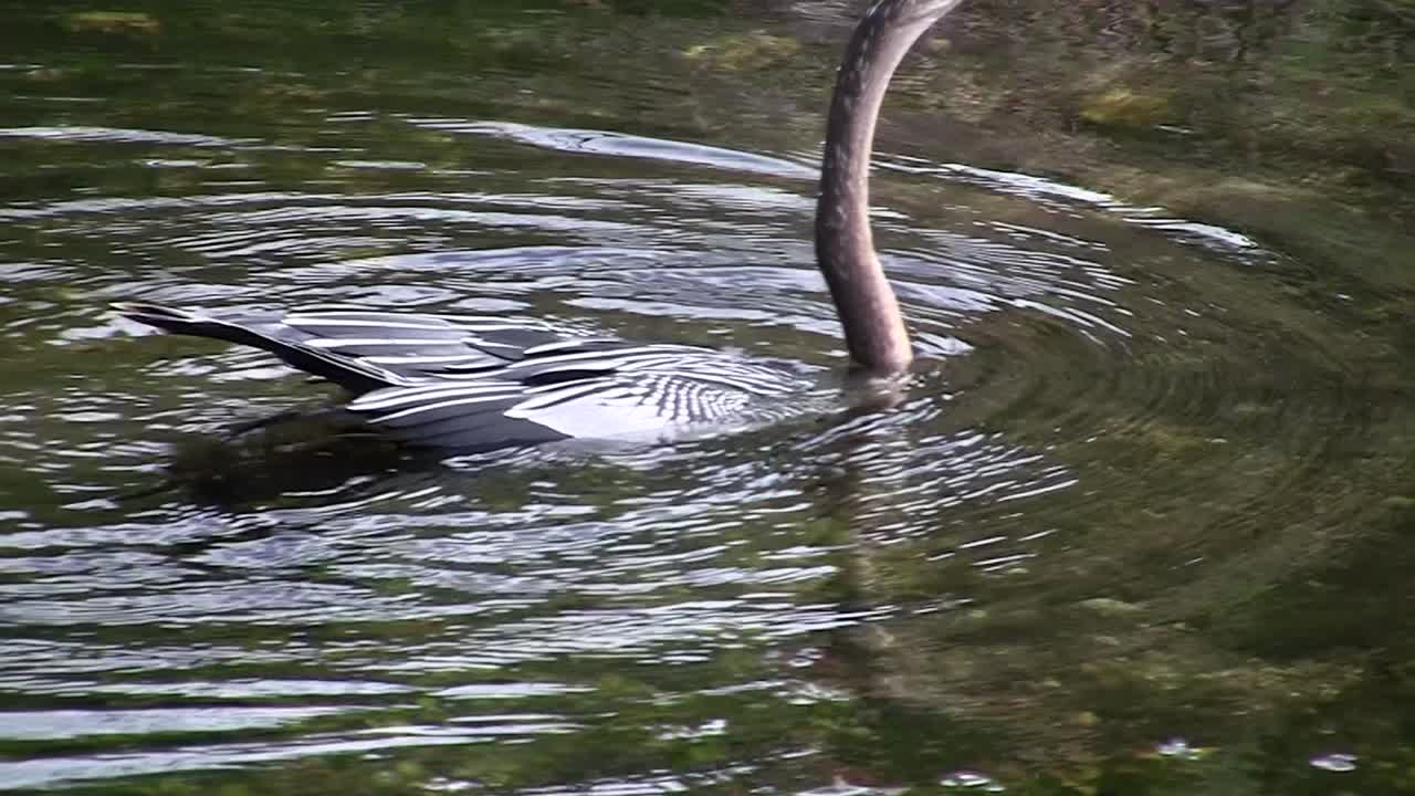 맹그로브 숲의 새 핀 에버글레이즈 5