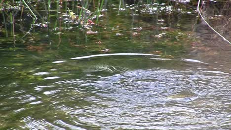 Vögel-Des-Mangrovenwaldes-Stecken-Die-Everglades-5