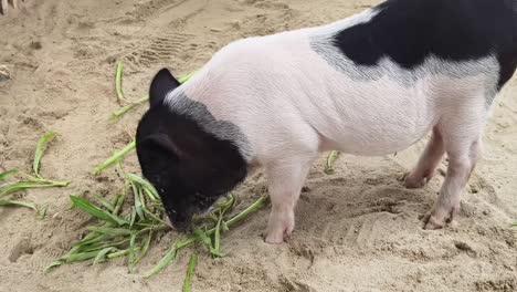 pig eating grass in sand