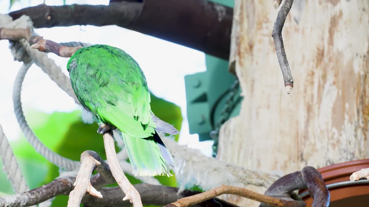 가지 에 있는 초록색 무새