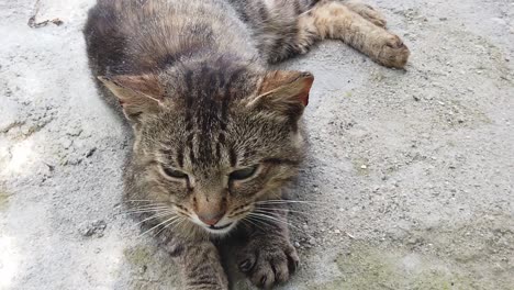 adult domestic cat sitting in the green grass on a sunny day