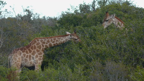Two-big-giraffes-eating-fresh-green-leaves-from-a-tree-South-Africa