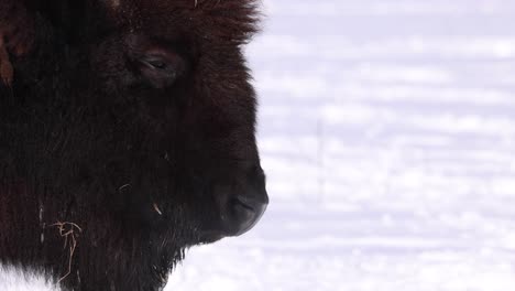 Bison-Atmen-Sonnigen-Winter-In-Zeitlupe