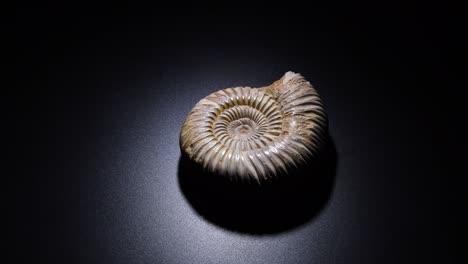 ammonite, prehistoric fossil, with black background