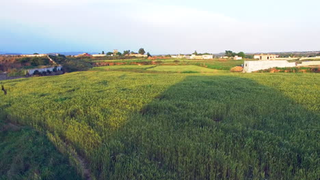 Vista-Aérea-De-Las-Granjas-En-El-Pueblo,-La-Cosecha-Se-Balancea-Por-El-Viento