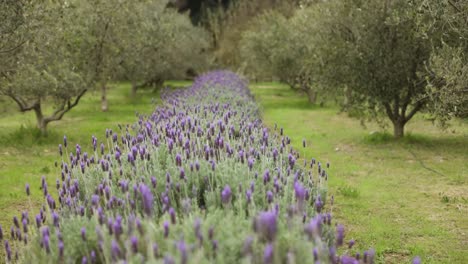 slow motion shot tracking left over lavender row on olive farm