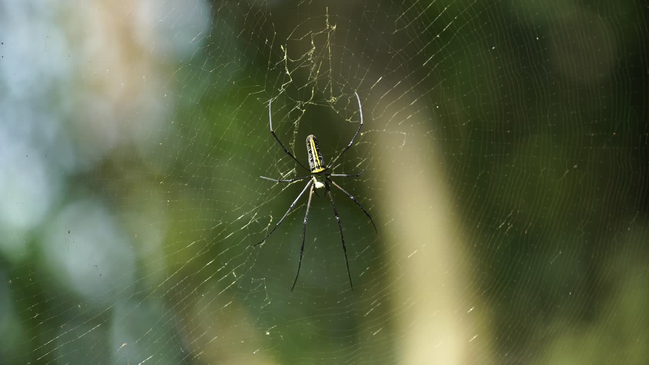 la araña se sienta en su telaraña esperando a la presa