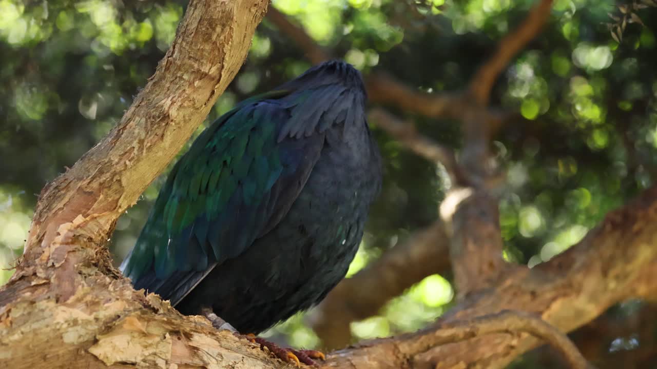 Nicobar pigeon perched on a tree branch