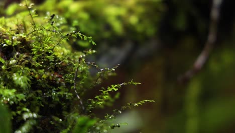 primer plano de un helecho en un exuberante bosque tropical
