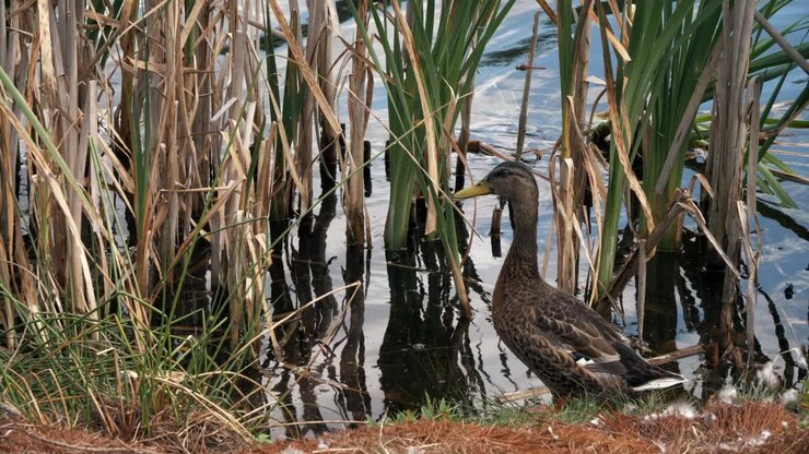 Un'anatra è in piedi vicino al lago con una canna ed entra nell'acqua.