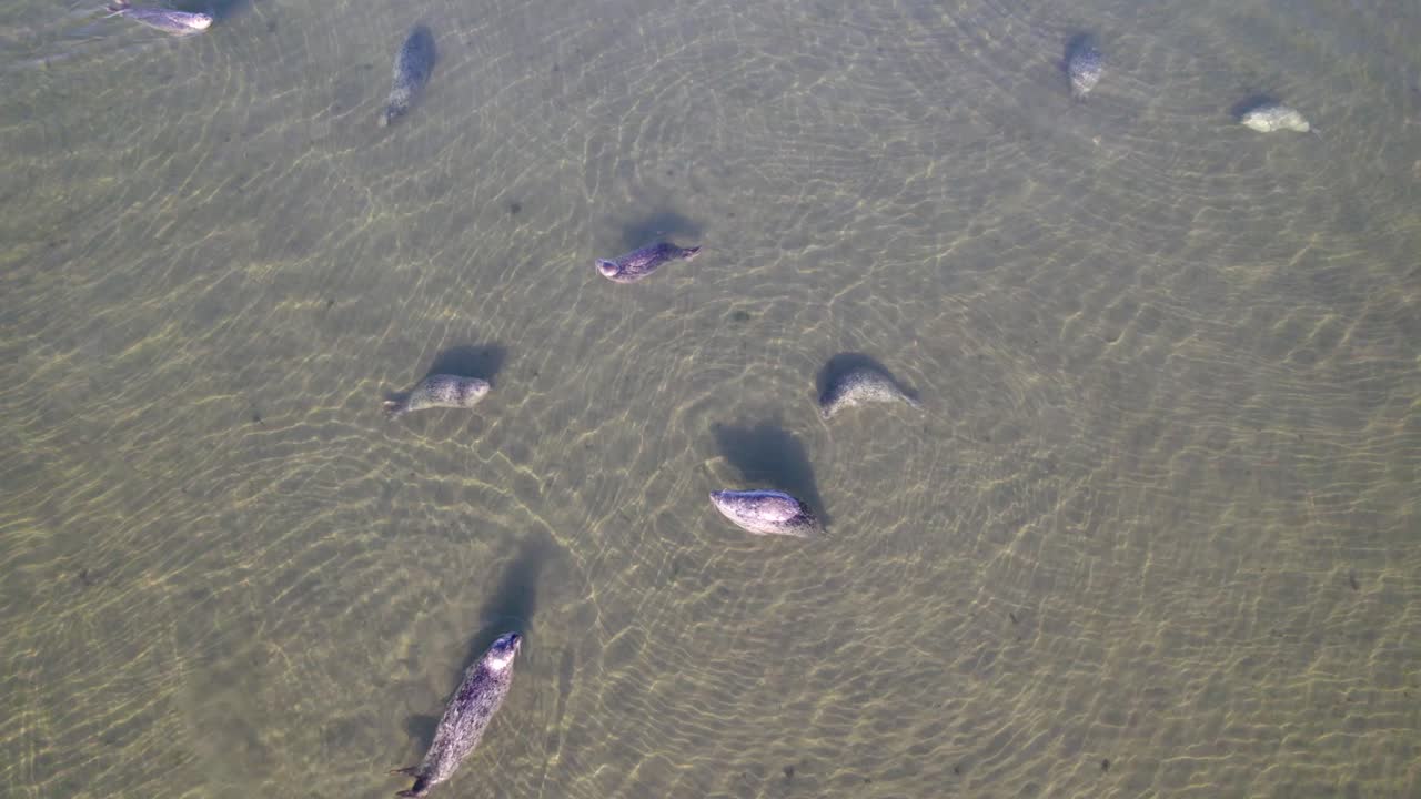 오레곤주 밴든 해변에서 바다사자를 내려다보는 4k 공중 드론