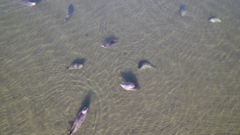 disparo aéreo de drones de 4k con vistas a los leones marinos en la playa de bandon en oregon