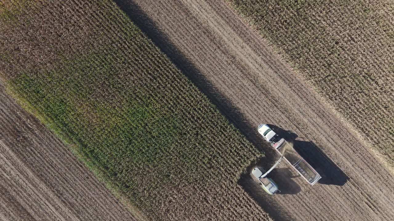 Una mietitrebbia nel nord-est del Wisconsin trincia il mais per l'insilato. La trinciatura del mais per l'insilato è un processo per creare mangime di alta qualità per il bestiame, che richiede un'attenta tempistica, gestione dell'umidità e attrezzature.