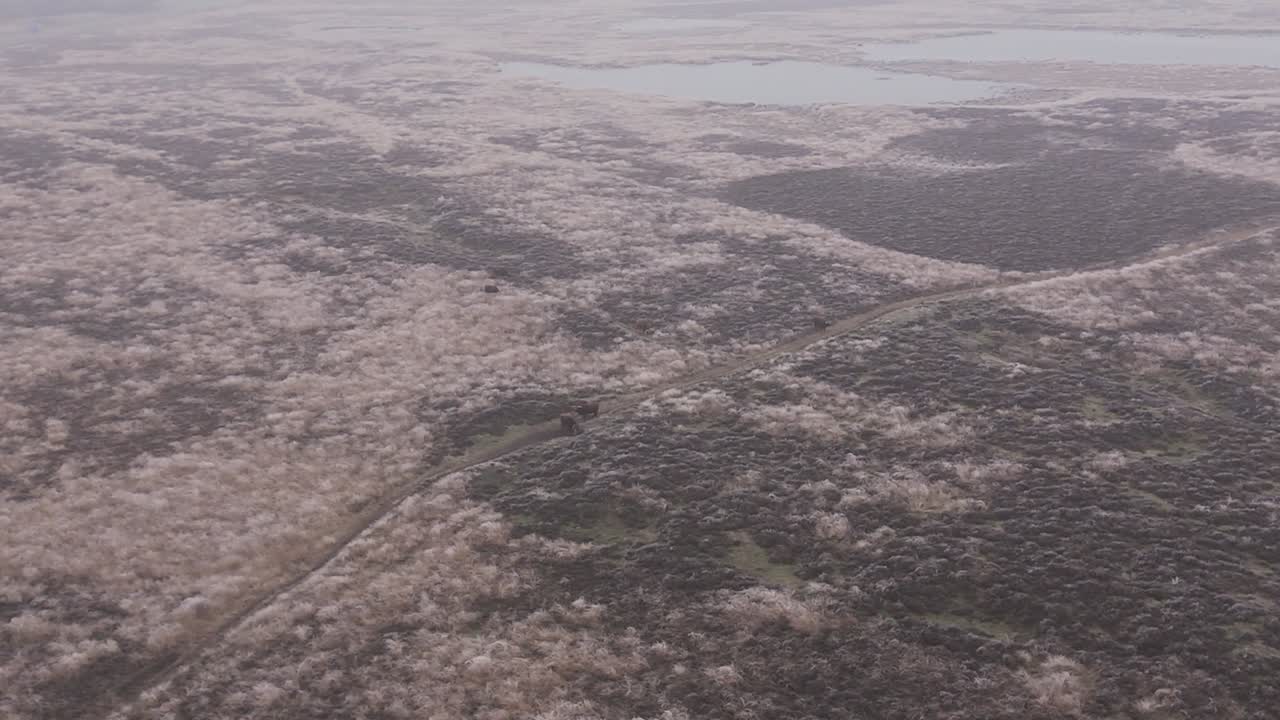 воздушный вид замороженного болота с дикой природой