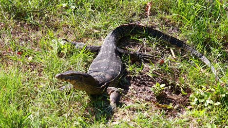 monitor lizard moving through grassy area