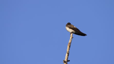 Passerine-species,-a-wild-brown-chested-Martin,-progne-tapera,-chirping-on-top-of-a-wooden-stick,-wonder-at-its-surrounding,-spread-its-wings-and-fly-away-against-clear-blue-sky-background