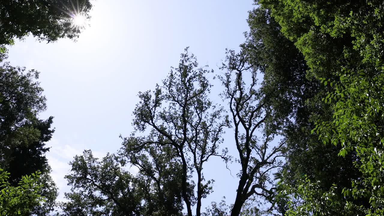 View of tree canopy against clear sky