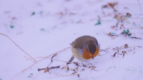 robin bird frantically searching for food in the snow