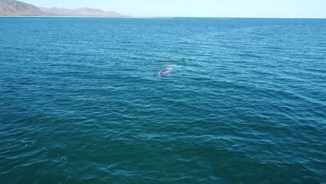 ballenas grises soplando agua en el océano abierto cerca de la costa mexicana