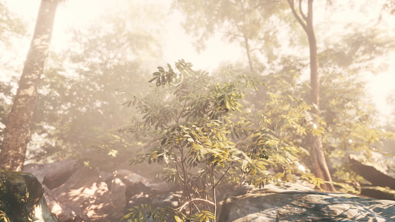 나무 와 안개 를 통해 빛 이 필터링 되는 평화로운 숲 장면