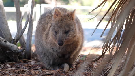 islas rottnest quokka a gusto