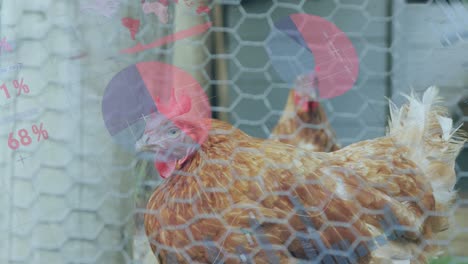 animation of infographic interface over hens locked in cage at poultry farm