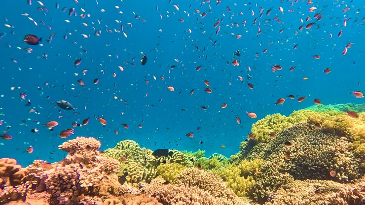 A scenic colorful view of underwater life with coral reefs and fish