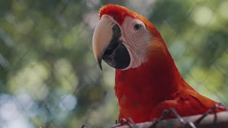 cerca de un guacamayo rojo en un fondo borroso