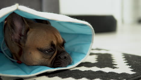 adorable brown frenchie puppy resting and hiding head inside its soft fabric cone collar - closeup shot