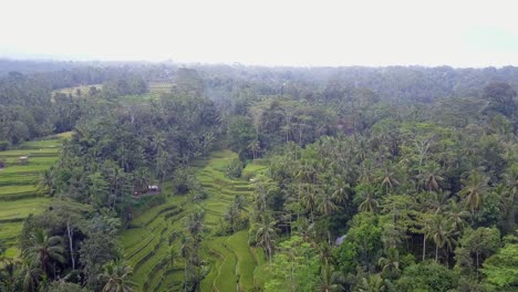 Enges-Tal,-Das-Für-Die-Produktion-Von-Leuchtend-Grünem-Reis-Auf-Bali-Urbar-Gemacht-Wurde