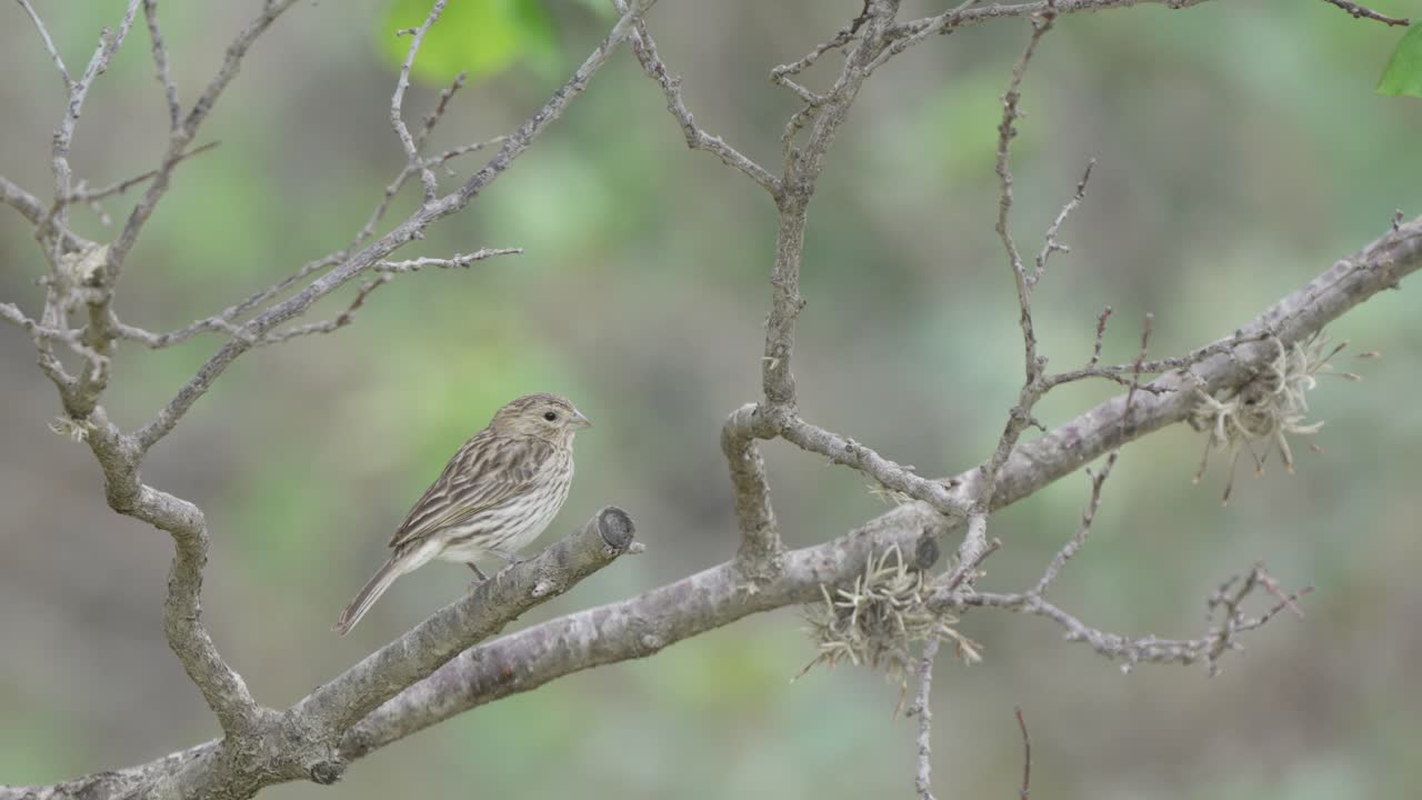작은 암 ⁇  사프란 핀치가 작은 빈 가지를 잡고 있는 정적 보케  ⁇