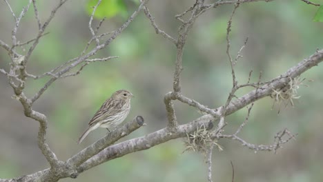 Static-bokeh-shot-of-a-small-Female-Saffron-finch-grasping-onto-a-small-barren-branch