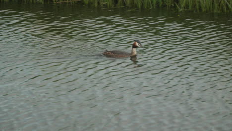 A-Great-Crested-Grebe-is-seen-swimming-and-diving-underwater,-showcasing-its-natural-behavior-in-the-wild