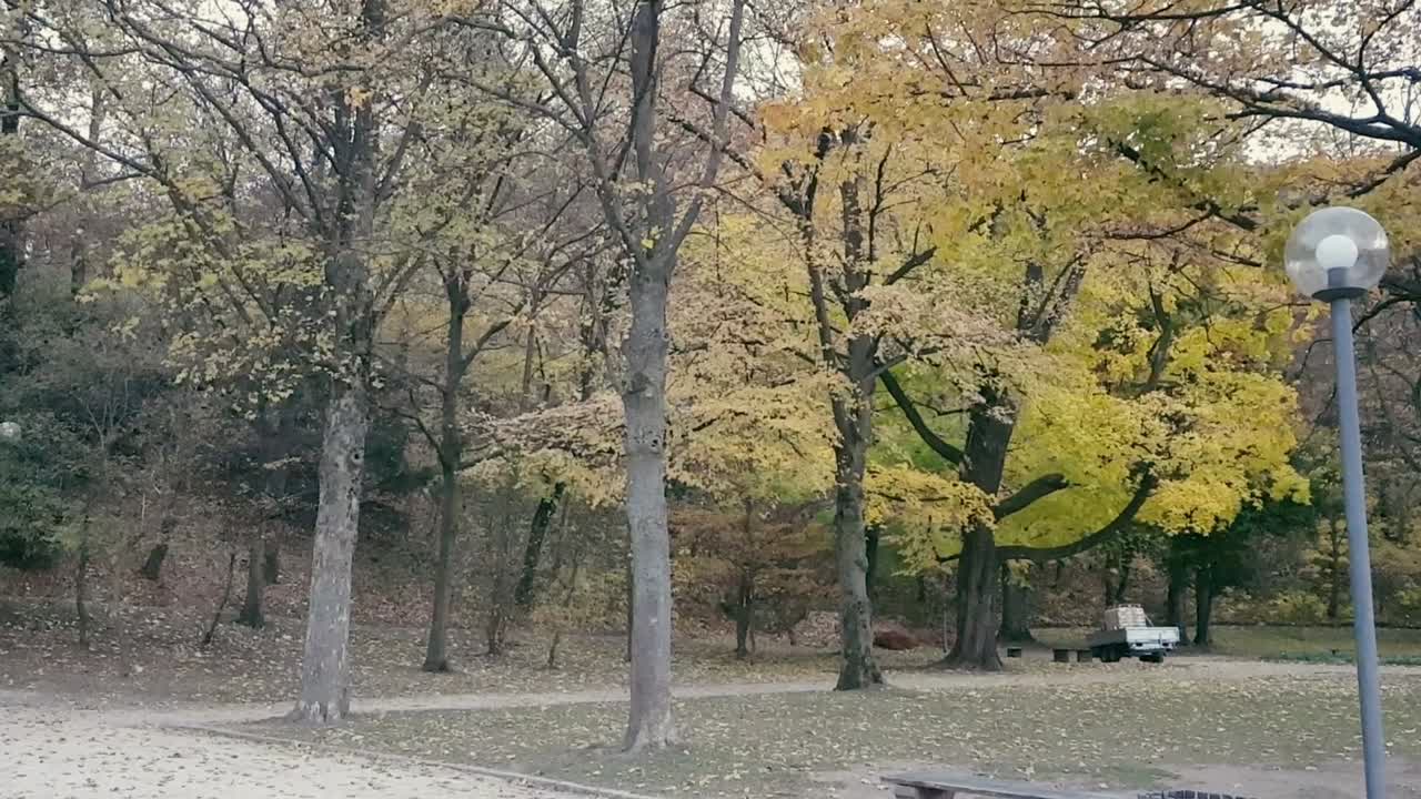 가을 시즌 나무에서 떨어지고 땅에 떨어지는 나뭇잎