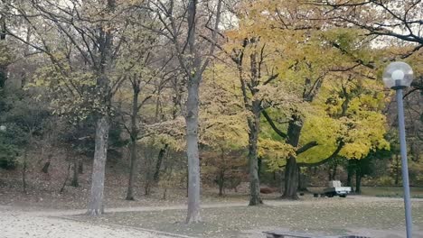 Fall-season-leaves-falling-off-trees-and-on-to-the-ground