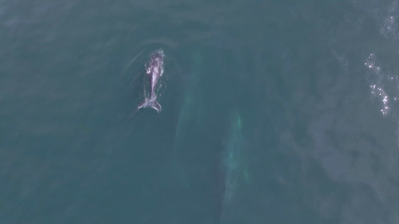 공중: 어린 송아지가 있는 혹등고래 꼬투리, 수면 위로 올라와 공기 호흡