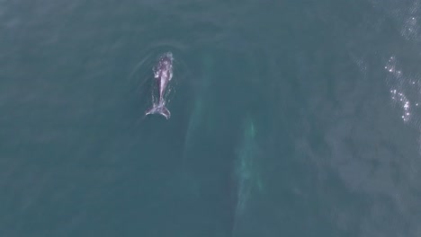 antena: manada de ballena jorobada con cría joven, emergiendo y respirando por aire