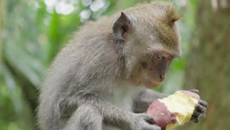 joven mono, disfrutando, comiendo deliciosa fruta, comida de la selva tropical