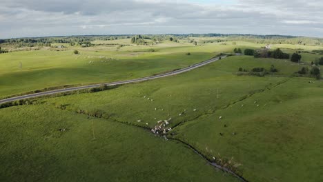 Rebaño-De-Vacas-Junto-A-Un-Pequeño-Río-En-El-Campo