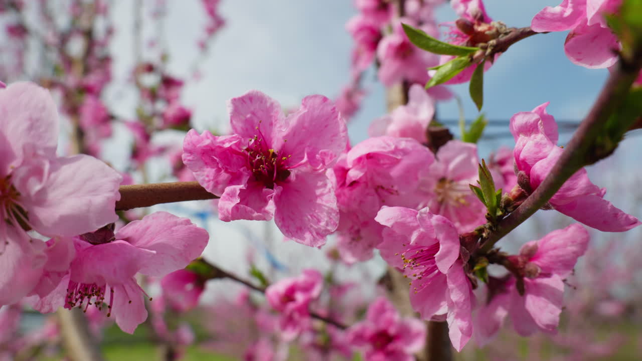 Pink Peach Blossoms Swaying in the Breeze on a Sunny Spring Day