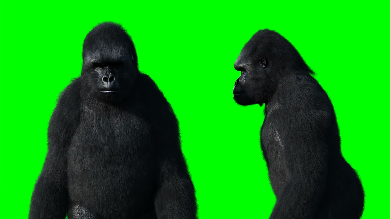 Funny gorilla. Realistic fur. Green screen animation.