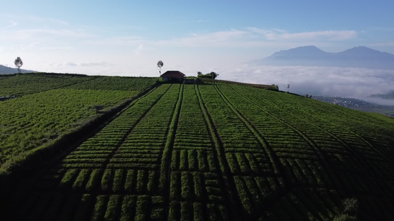Splendida vista dell'orto a Brakseng Hill, Giava Orientale