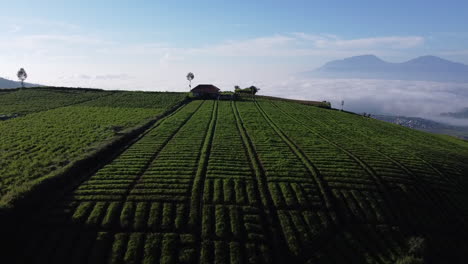 hermosa vista del jardín de verduras en la colina de brakseng, en el este de java