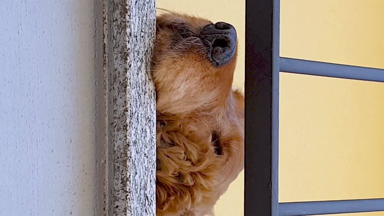 발코니에서 집에서 고립된 졸린 갈색 개