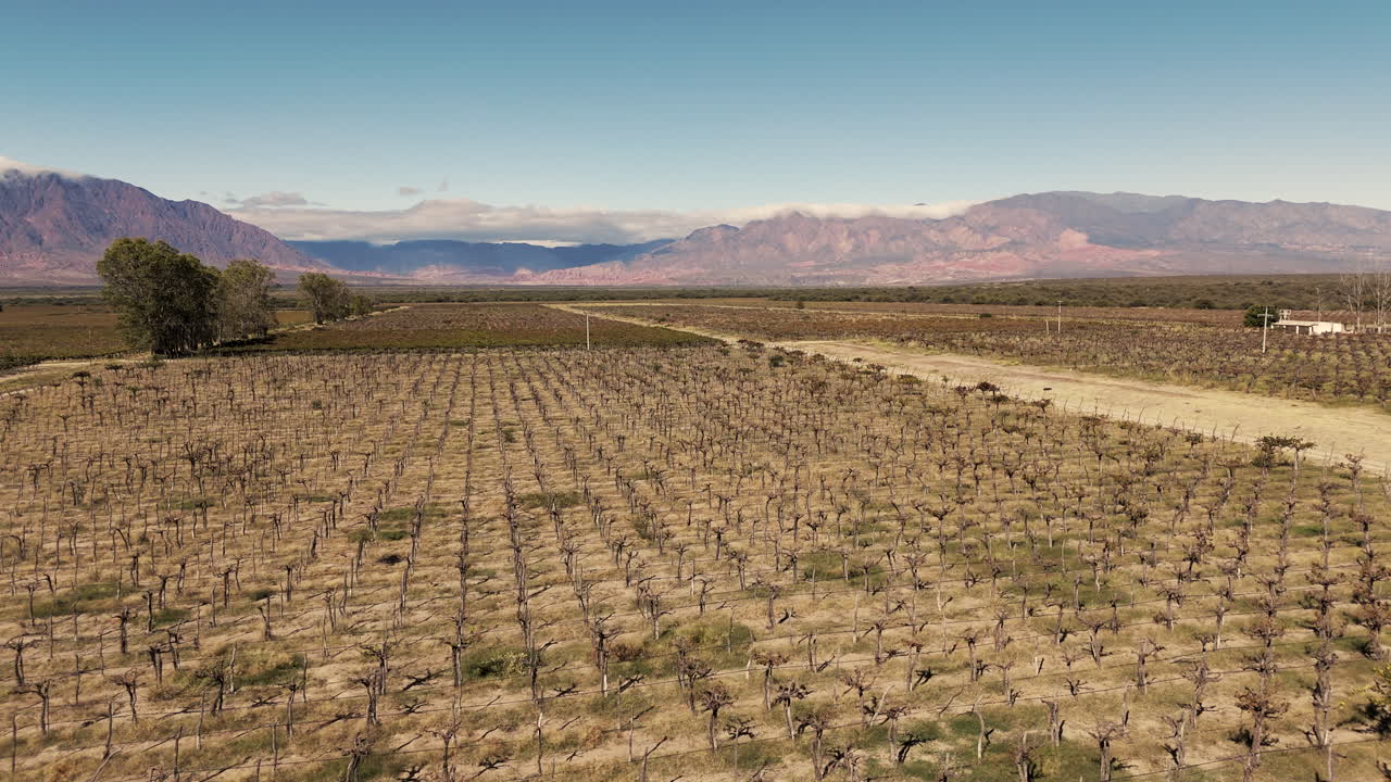 un dron que se mueve lateralmente sobre hermosos viñedos en el valle de cafayate, argentina, durante el invierno